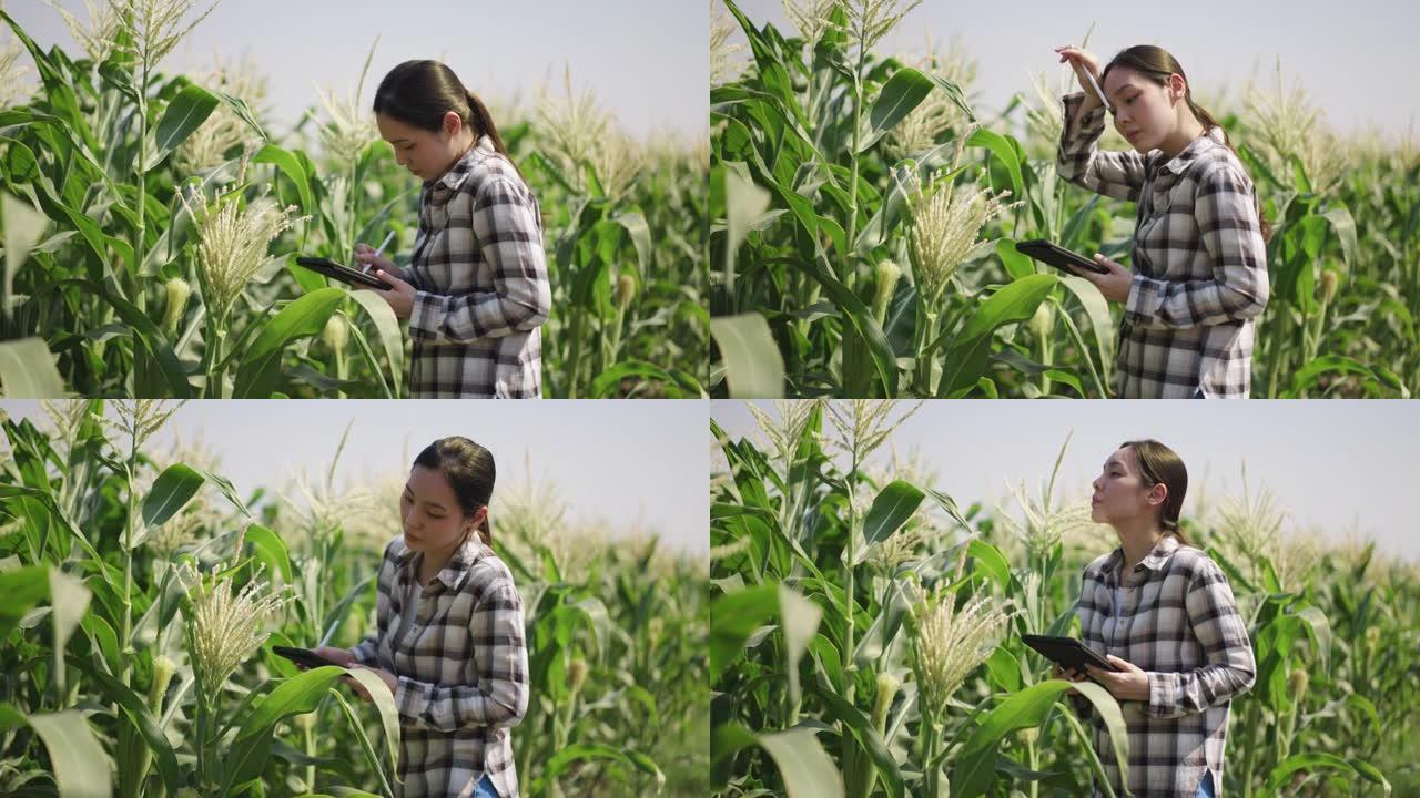 农夫妇女用数字平板电脑检查玉米