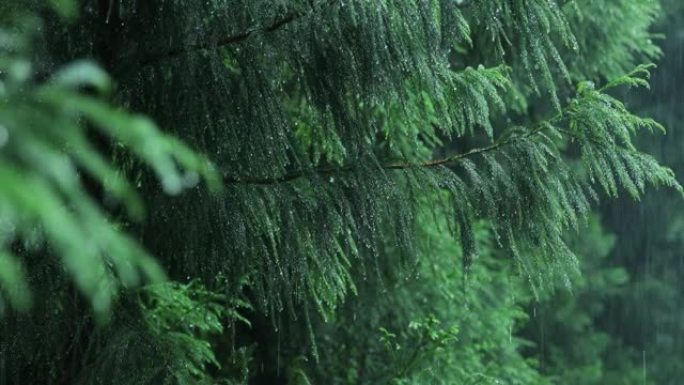 雨中的枞树树枝雨天森林阴雨潮湿