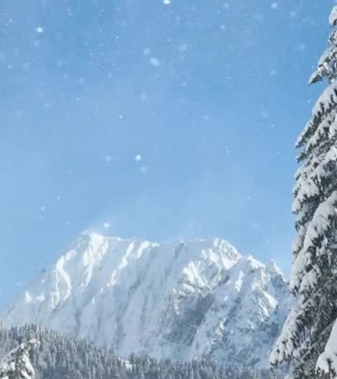 垂直: 朱利安阿尔卑斯山雪山下松林的风景。