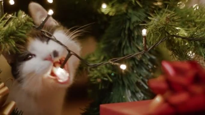 猫吃发光圣诞灯的特写