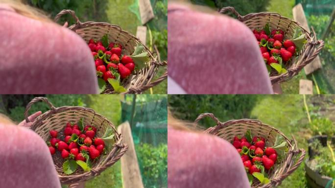 新鲜多汁草莓