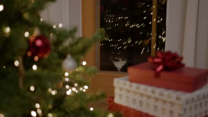 猫凝视着玻璃门圣诞树装饰礼物盒子门铃