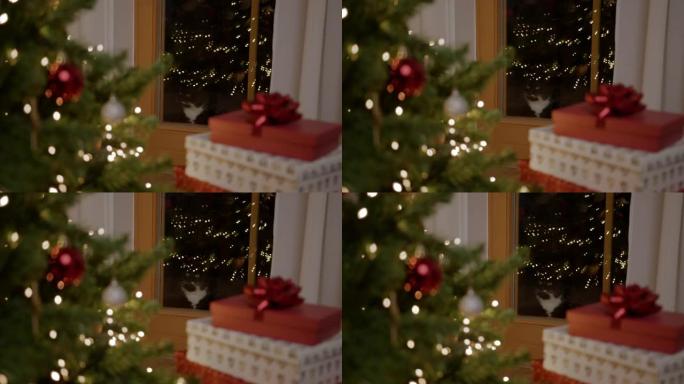猫凝视着玻璃门圣诞树装饰礼物盒子门铃