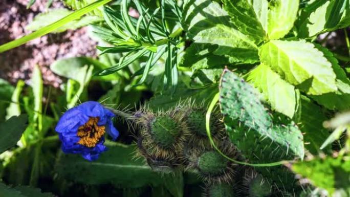 青藏高原上美丽的大花品种: 绿原虫