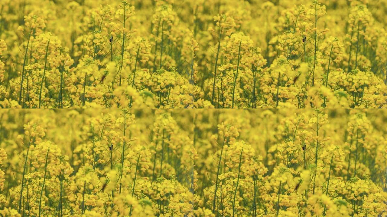 西藏林芝的油菜花油菜花油菜花田花开