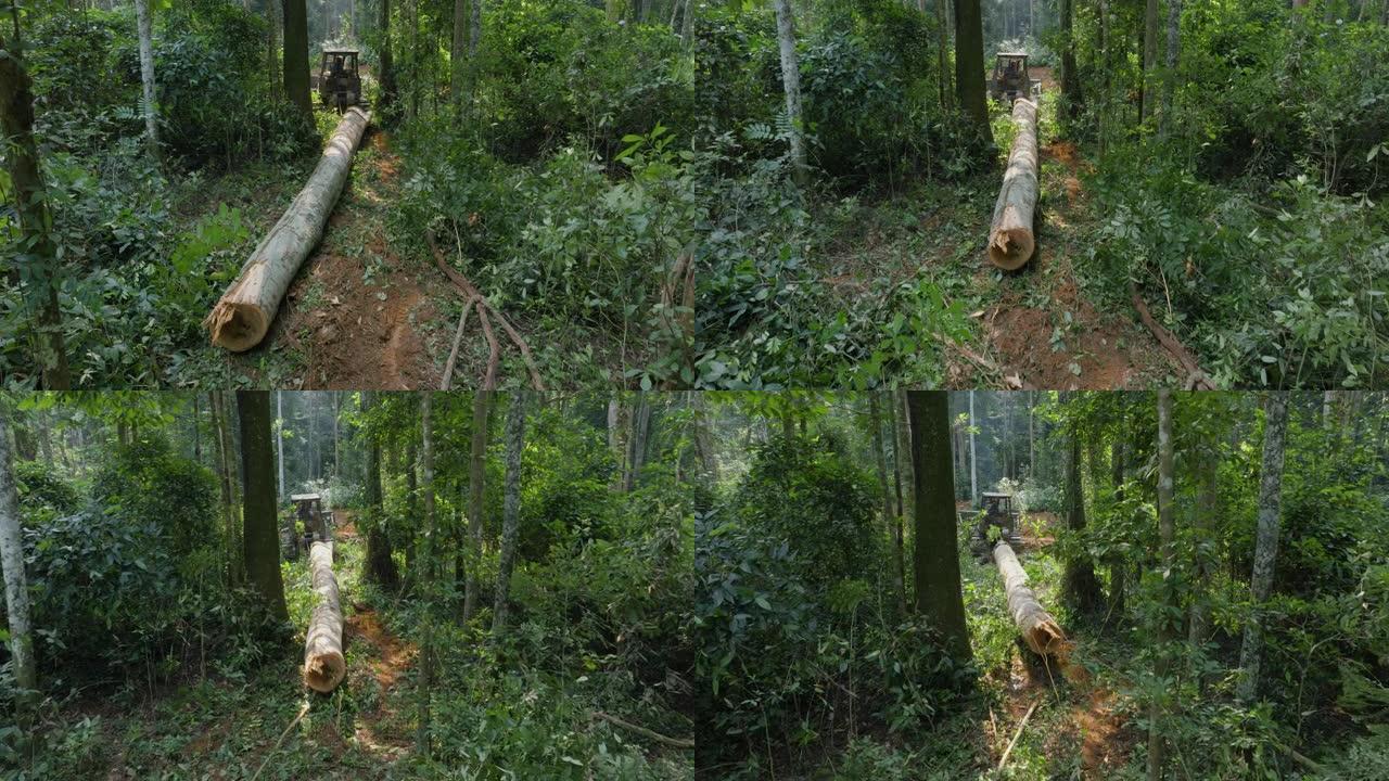 空中。推土机在热带雨林的茂密灌木丛中拉动一棵倒下的硬木树的树干。气候变化。森林砍伐
