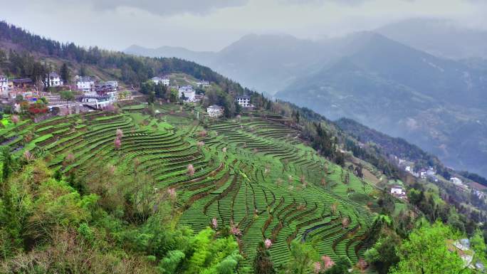 早春茶山