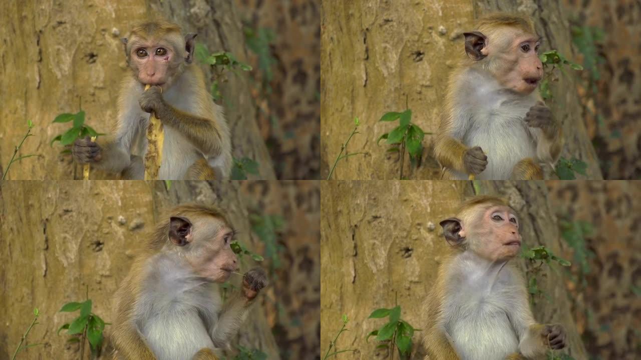 慢动作: 小猴子吃香蕉