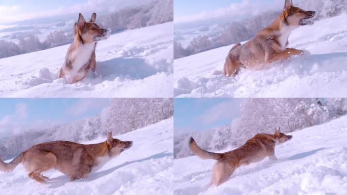 关闭可爱的混血牧羊犬在刚下的雪上奔跑和跳跃