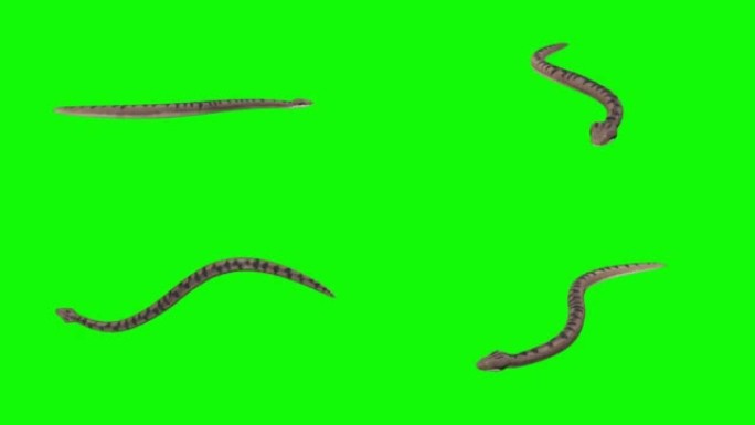 绿色背景上快速爬行的蛇。动物的概念，野生动物，游戏，返校，3d动画，短视频，电影，卡通，有机，色键，
