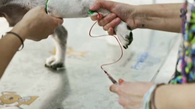 兽医技术人员从狗身上抽取血液样本