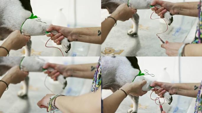 兽医技术人员从狗身上抽取血液样本