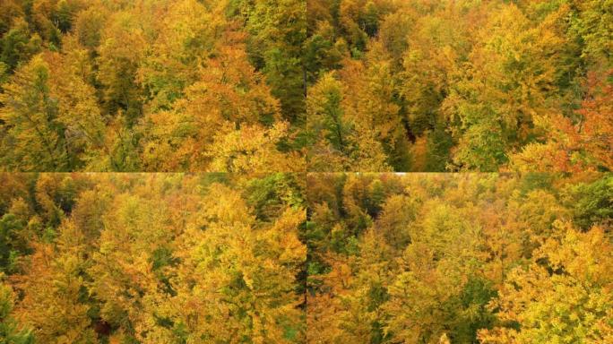 空中: 在秋天华丽的金色郁郁葱葱的森林树梢中飞行
