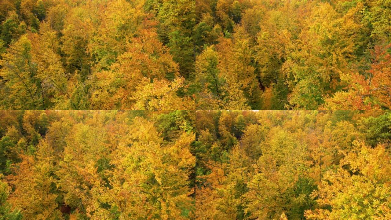 空中: 在秋天华丽的金色郁郁葱葱的森林树梢中飞行