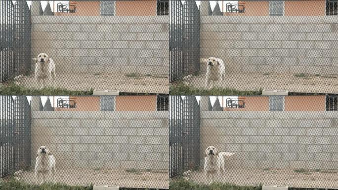 白色拉布拉多犬狗在栅栏后面吠叫。