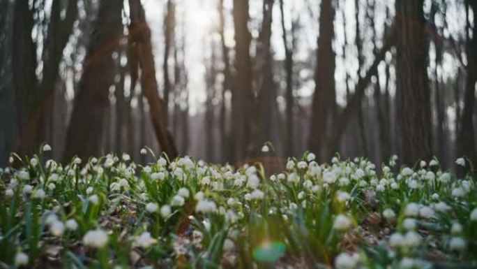 近景雪花的花朵生长在森林的地面上，阳光透过背景中的树木，从低角度观看