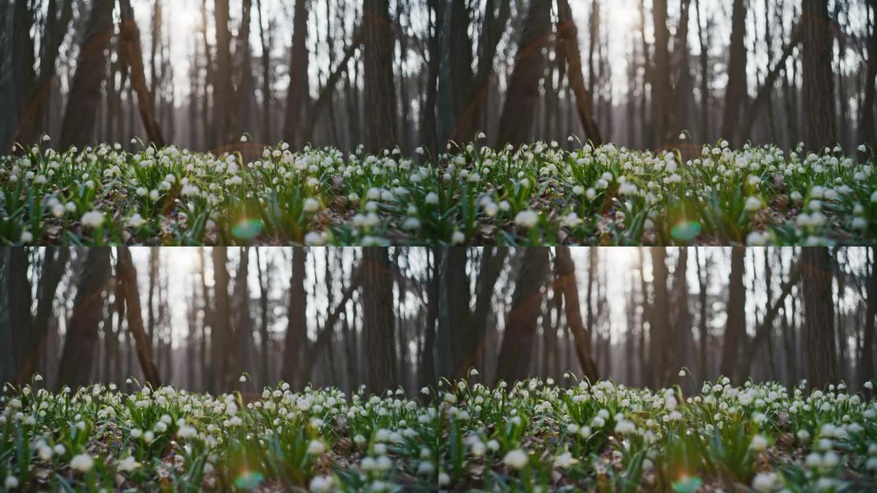 近景雪花的花朵生长在森林的地面上，阳光透过背景中的树木，从低角度观看
