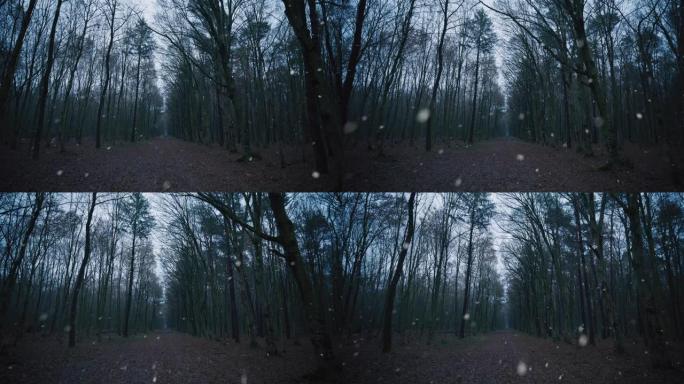 雪中的WS森林树林
