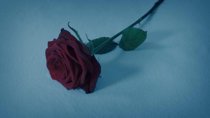 罗斯晚上放下雪雪中美景红色玫瑰浪漫场景
