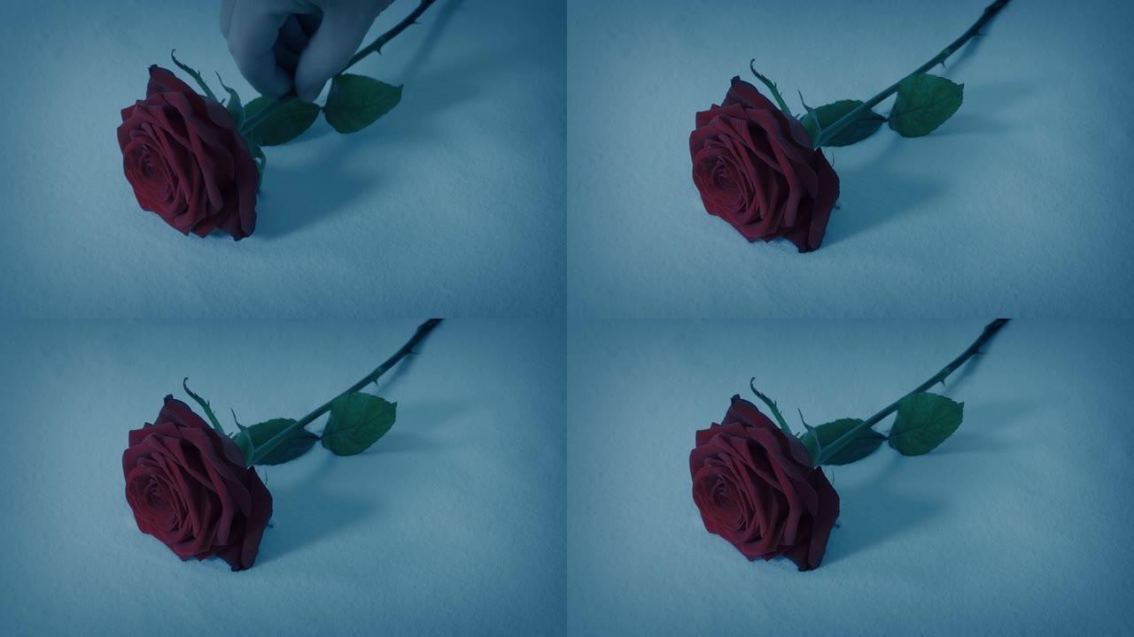 罗斯晚上放下雪雪中美景红色玫瑰浪漫场景