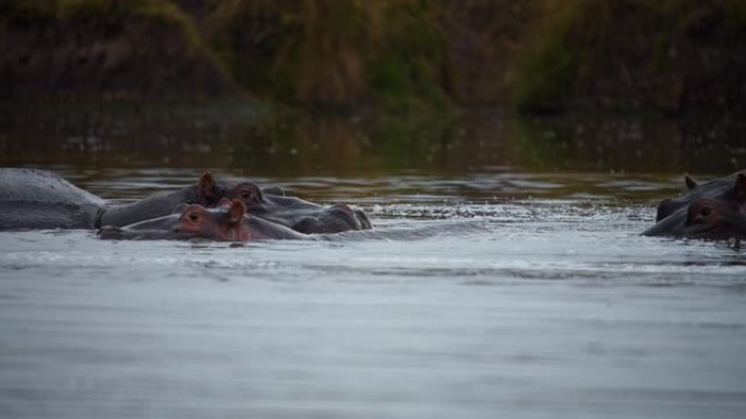 河马在自然保护区的河上游泳