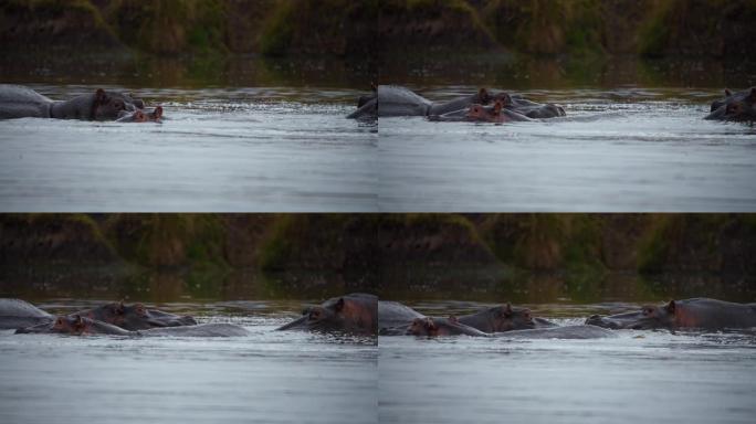 河马在自然保护区的河上游泳
