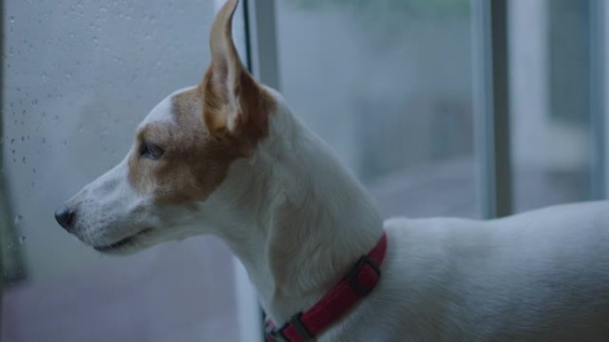 杰克·罗素梗的两张照片通过玻璃门看着雨