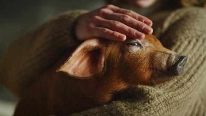 年轻女农场主的电影镜头是用爱和关怀爱抚生态生长的新生棕色仔猪，用于农村养猪场猪圈的生物真品产业。