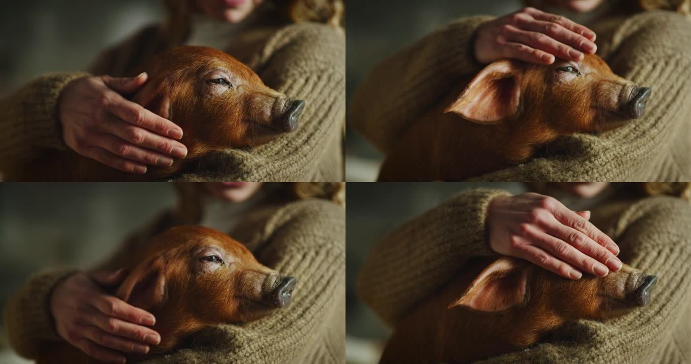 年轻女农场主的电影镜头是用爱和关怀爱抚生态生长的新生棕色仔猪，用于农村养猪场猪圈的生物真品产业。