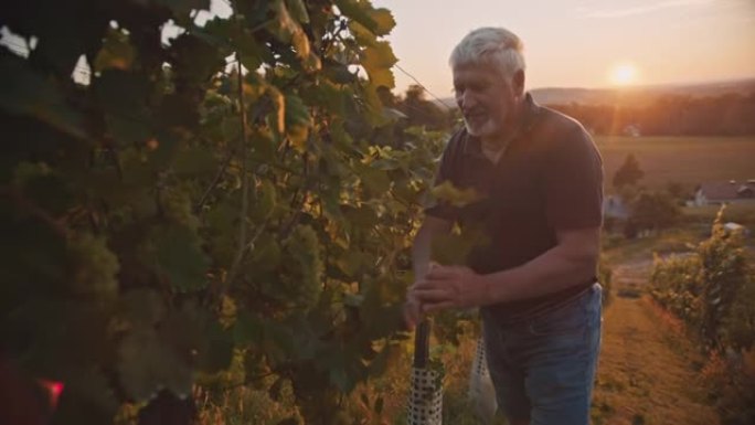 葡萄酒商检查葡萄树在葡萄园的生长