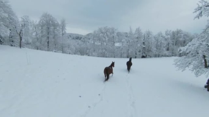 空中: 深棕色的种马和栗色的母马在草地上奔跑，新鲜的雪