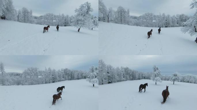 空中: 深棕色的种马和栗色的母马在草地上奔跑，新鲜的雪
