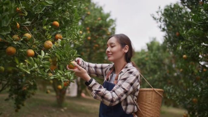 小企业农场老板在她的农场采摘橘子