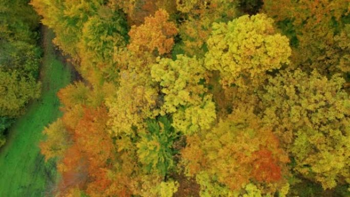 空中，自上而下: 秋天的森林树梢上有鲜艳的彩色叶子