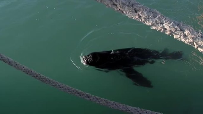 阿根廷巴塔哥尼亚里约内格罗省圣安东尼奥奥斯特港口的海狮吃着鱼，看着相机。