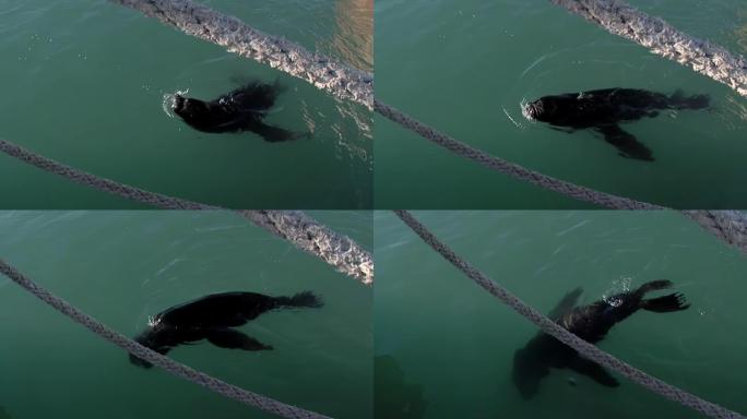 阿根廷巴塔哥尼亚里约内格罗省圣安东尼奥奥斯特港口的海狮吃着鱼，看着相机。