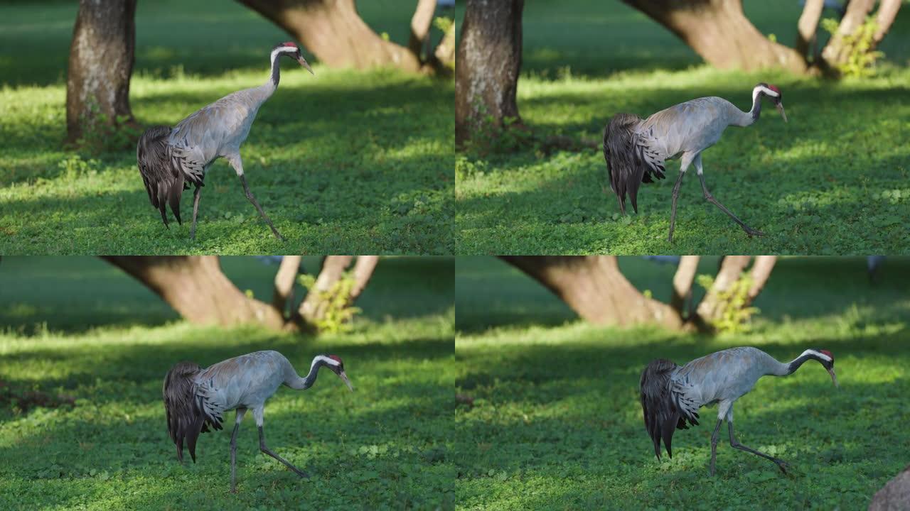 惊人美丽的欧亚鹤慢动作行走在草地上寻找昆虫