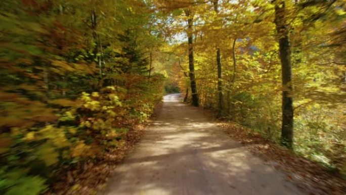 沿着道路穿过茂密的森林，在秋天的阴影中着色