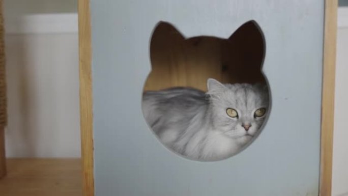 灰色波斯猫藏在一个木制的立方体形状的猫床上。