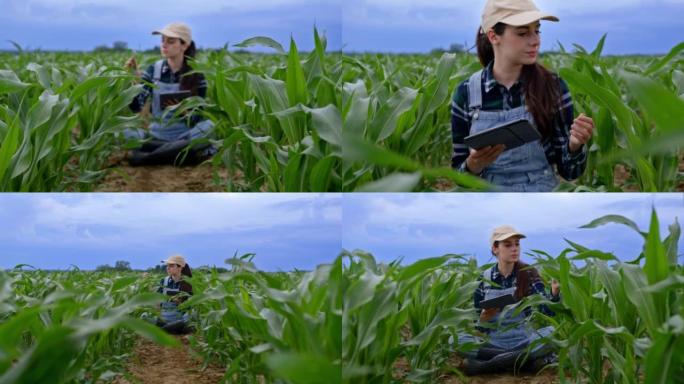 棕色长发的农夫妇女坐在她的农业玉米田里，检查她的玉米植物的质量，拿着一个数字平板电脑，相机移动到农夫