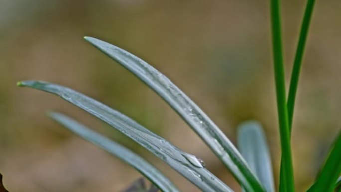 超级SLO MO特写水滴滴在大自然中狭窄的绿色叶子上