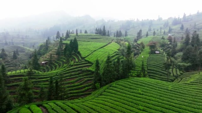 四川春山美丽的绿茶场中国空中自然景观4k剪辑