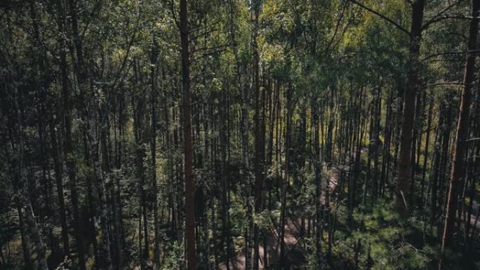 茂密的松树林。航拍视频