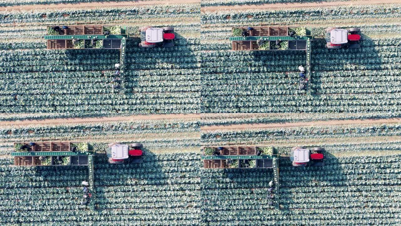 收获机收集白菜的田地的俯视图