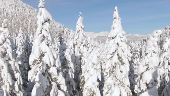 空中: 阳光明媚的斯洛文尼亚山区风景如画的白雪皑皑的乡村景观。