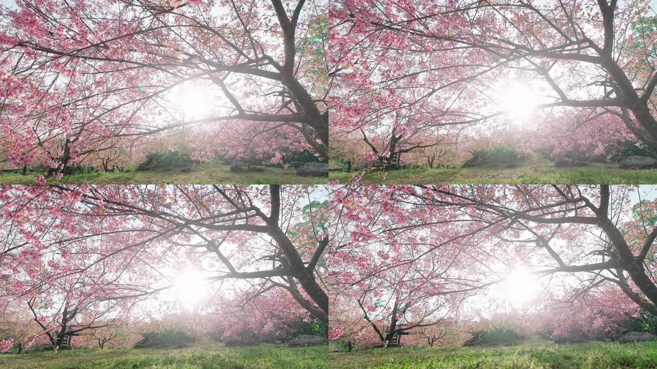 春天粉色樱花树春天粉色樱花树
