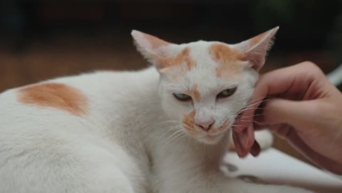 猫喜欢和主人拥抱宠物猫休闲时刻抚摸猫头