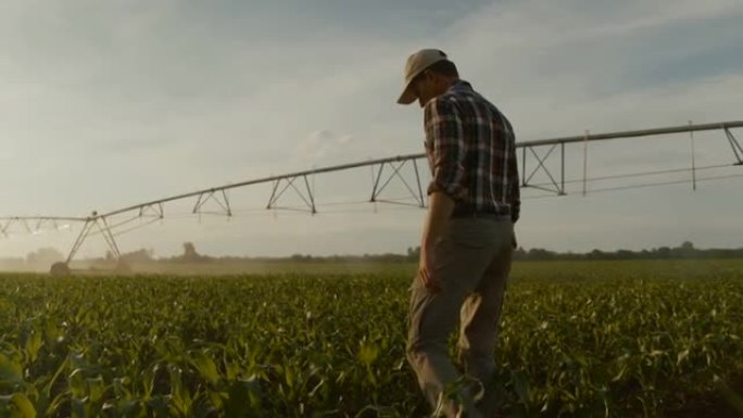 农民使用智能手机检查灌溉区玉米的生长情况