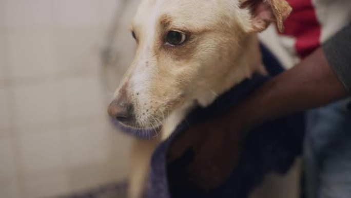 4k视频片段，一个无法识别的男人在动物收容所给狗洗澡后用毛巾擦干狗