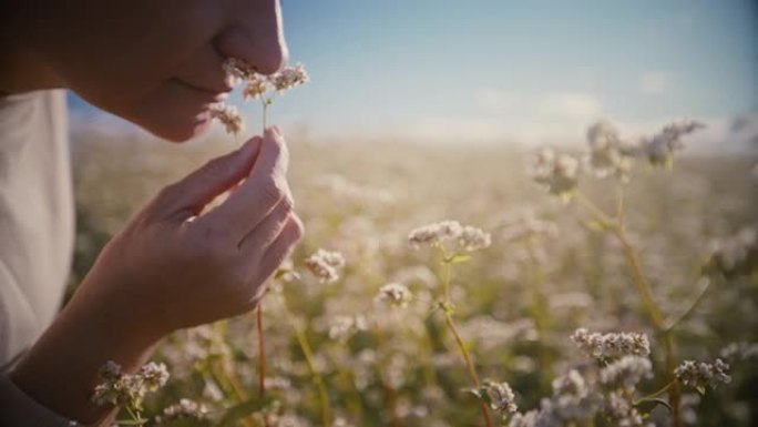 宁静的女人在阳光明媚的田野里拿着和闻到开花的荞麦